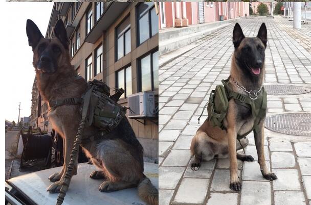 Tactical Trail Dog Vest